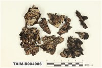 藏品(毛根石耳)的圖片